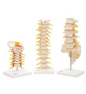 Anatomie set vertebre