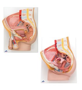 Anatomie set pelvis