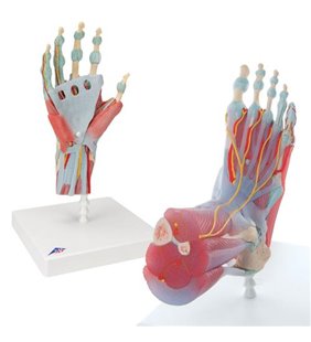 Anatomie Set mâna și piciorul