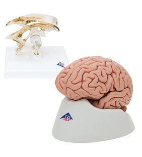 Anatomie set creierul și ventriculul