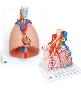 Anatomie Set plămâni