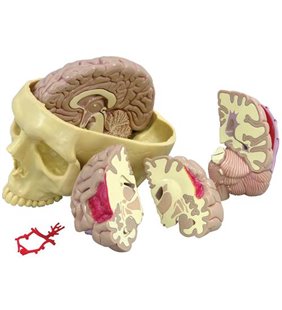 Modelul creierului