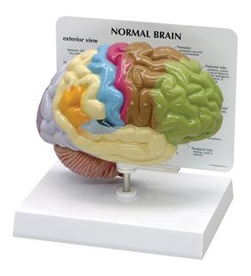 Jumătate model de creier