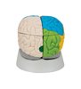 Model de creier neuro anatomic uman, 8 parte 