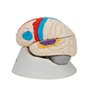 Model de creier neuro anatomic uman, 8 parte 