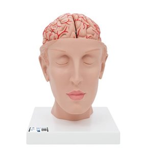 Model de creier uman cu artere pe baza capului, 8 parte 