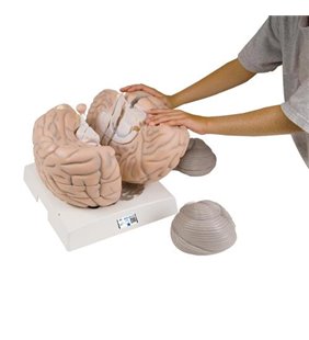 Model de creier uman uriaș, de 2,5 ori dimensiune completă, 14 parte 