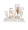 Modele de dinți umani set „Seria clasică”, 5 modele 