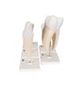 Modele de dinți umani set „Seria clasică”, 5 modele 