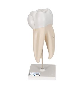 Model de dinți umani molari cu triplă triplu, 3 părți 