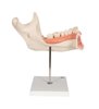 Model de maxilar uman pe jumătate inferior, de 3 ori cu dimensiuni complete, 6 parte 