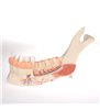 Model complet al maxilarului inferior (jumătatea stângă) cu dinți bolnavi, nervi, vase și glande, 19 părți 
