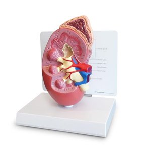 Model de rinichi normal