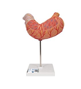 Model de stomac uman, 2 parte 