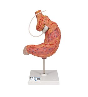 Model de stomac uman cu bandă gastrică, 2 părți 