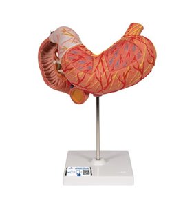 Model de stomac uman, 3 parte 