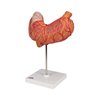 Model de stomac uman, 3 parte 