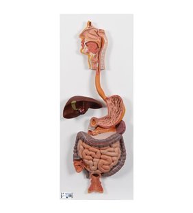 Model de sistem digestiv uman, 2 parte 