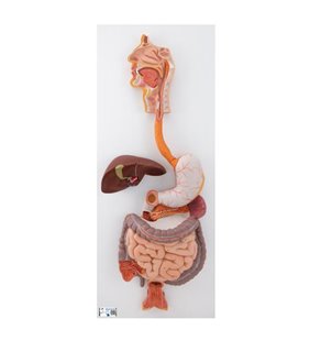 Model de sistem digestiv uman, 3 parte 