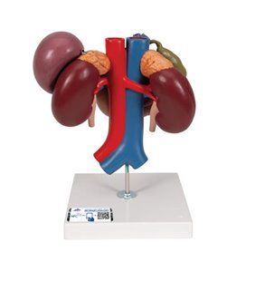 Model de rinichi umani cu organe din spate ale abdomenului superior, 3 parte 