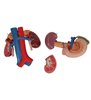 Model de rinichi umani cu organe din spate ale abdomenului superior, 3 parte 