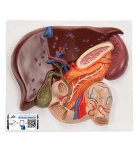 Model de ficat cu vezica biliară, pancreas si duoden 