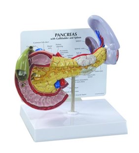 Model de pancreas