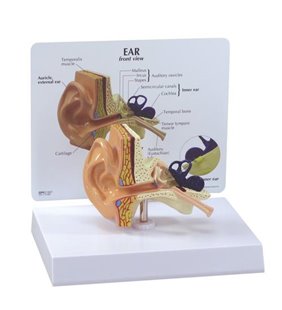 Modelul urechii