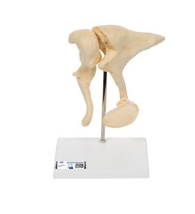 Model de osulele umane (), mărit de 20 de ori 