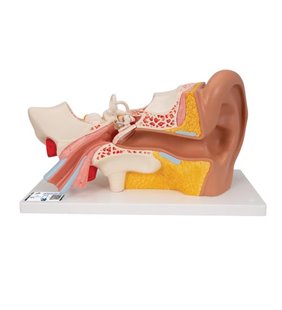 Model de ureche umană, de 3 ori - dimensiune naturala, 4 parte 