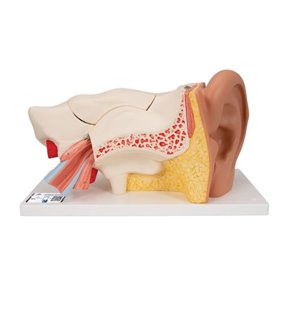 Model de ureche umană, de 3 ori - dimensiune naturala, 6 parte 