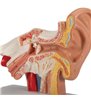 Model de ureche umană pentru desktop, de 1,5 ori - dimensiune naturala 