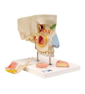 Modelul nasului uman cu sinusuri paranazale, 5 parte 