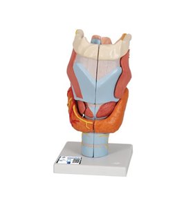 Model de laringe uman, de 2 ori cu dimensiuni complete, 7 parte 