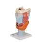 Model de laringe uman, de 2 ori cu dimensiuni complete, 7 parte 