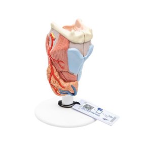 Model de laringe uman, 2 parte 