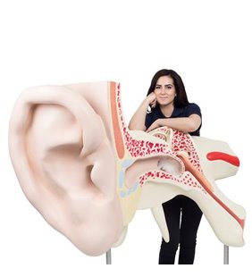 Cel mai mare model de ureche din lume, de 15 ori cu dimensiuni complete, 3 parte 