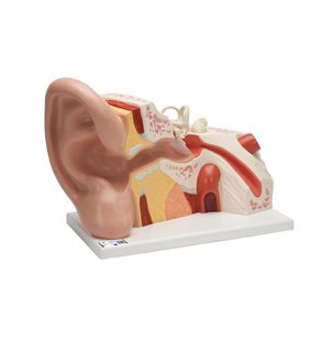 Model de ureche uriaș, de 5 ori dimensiune completă, 3 parte 