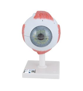 Model de ochi umani, de 5 ori dimensiune completa, 6 parti 
