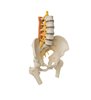 Model pelvic cu mușchii coloanei vertebrale lombare și capete de femur