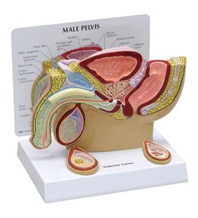 Model de pelvis masculin cu testicule