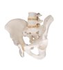 Model de schelet pelvis masculin uman 