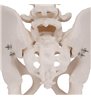 Model de schelet pelvis masculin uman 