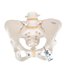 Model de schelet pelvină umană 