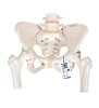 Model de schelet uman pelvis, femeie cu capete de femur mobil 