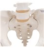 Model de schelet uman pelvis, femeie cu capete de femur mobil 