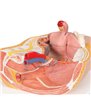 Model de pelvis feminin în secțiunea mediană, 2 parte 