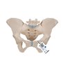 Model de schelet pelvis feminin, 3 parte 
