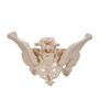 Model de schelet pelvis feminin, 3 parte 