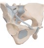 Model de schelet pelvis feminin cu ligamente, 3 părți 